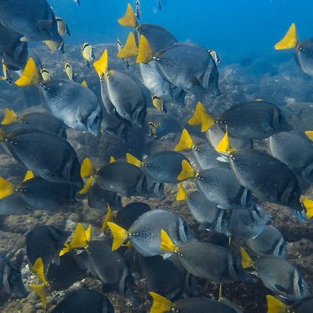 Sealion Dive Center Hotel Topolobampo Ngoại thất bức ảnh