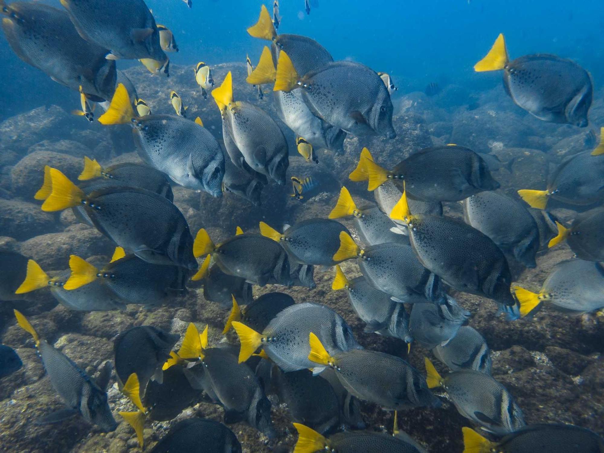 Sealion Dive Center Hotel Topolobampo Ngoại thất bức ảnh